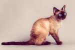 Photo Devon Rex