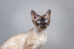Photo Devon Rex