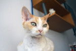 Photo Devon Rex