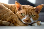 Photo Devon Rex
