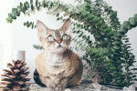 Photo Devon Rex