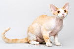 Photo Devon Rex