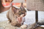 Photo Devon Rex