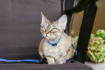 Photo Devon Rex