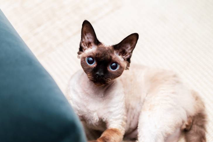 Photo Devon Rex