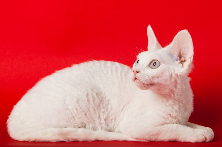 Photo Devon Rex