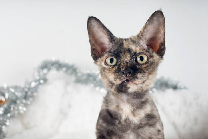 Photo Devon Rex