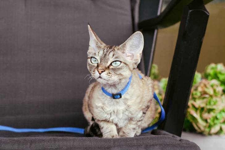 Photo Devon Rex