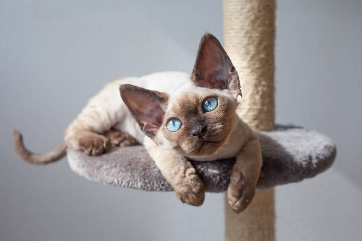 Photo Devon Rex