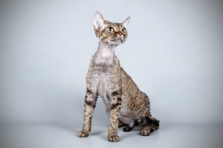 Le Devon Rex et ses grands yeux espiègles