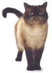 Exotic Shorthair - Exotic Shorthair