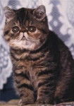 Exotic Shorthair - Exotic Shorthair