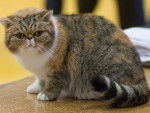 exotic cat - Exotic Shorthair