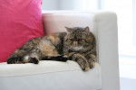 L’Exotic Shorthair - Exotic Shorthair