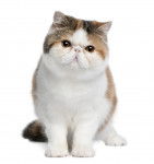 Photo Exotic Shorthair