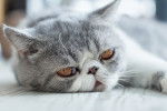 Photo Exotic Shorthair