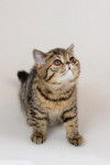 Photo Exotic Shorthair