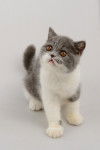 Photo Exotic Shorthair