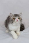 Photo Exotic Shorthair