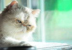 Photo Exotic Shorthair