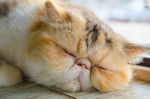 Photo Exotic Shorthair