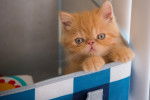 Photo Exotic Shorthair
