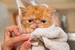 Photo Exotic Shorthair