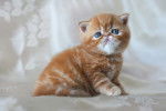 Photo Exotic Shorthair
