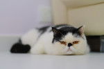 Photo Exotic Shorthair