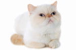 Photo Exotic Shorthair