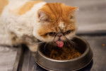 Photo Exotic Shorthair
