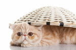Photo Exotic Shorthair