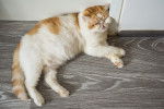 Photo Exotic Shorthair