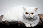 Un Exotic Shorthair blanc aux yeux orange