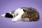 Photo Exotic Shorthair