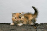 Photo Exotic Shorthair