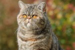 Photo Exotic Shorthair