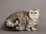 Photo Exotic Shorthair
