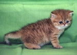 Exotic Shorthair - Exotic Shorthair