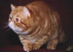Exotic Shorthair - Exotic Shorthair