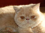 Exotic Shorthair - Exotic Shorthair