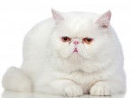 Photo Exotic Shorthair