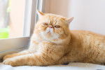 Photo Exotic Shorthair