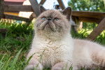 Photo Exotic Shorthair
