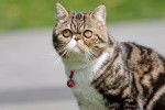 Photo Exotic Shorthair