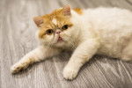 Photo Exotic Shorthair