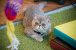 Photo Exotic Shorthair