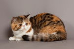 Un Exotic Shorthair au pelage calico.