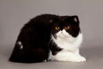Photo Exotic Shorthair