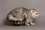 Photo Exotic Shorthair